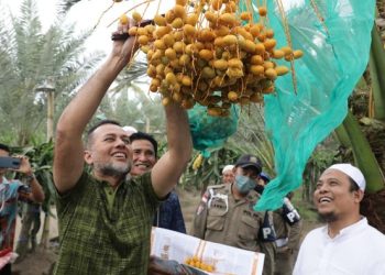 Wagub Sumut Kagum Melihat Kurma di Dataran Tinggi Tanah Karo