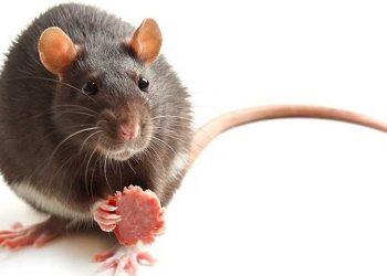 Waspada! Wabah Kencing Tikus di Pacitan, 133 Dikonfirmasi Positif dan 9 Meninggal