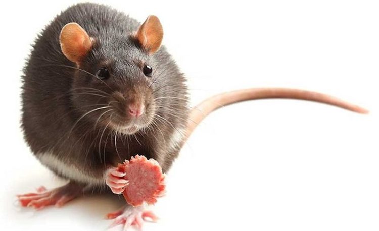 Waspada! Wabah Kencing Tikus di Pacitan, 133 Dikonfirmasi Positif dan 9 Meninggal