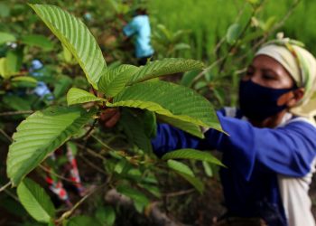 Kemendag Umumkan Bahwa Ekspor Tanaman Kratom dari Indonesia Masih Diizinkan