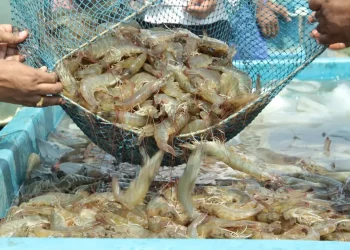 Mulai Tanggal 9 Mei Tiap 15 Hari Panen Udang Vaname